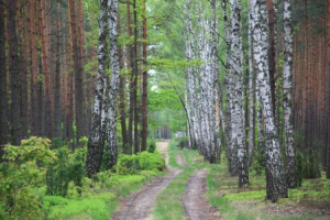 ogloszenie nadlesnictwa pultusk